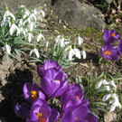 Fruehling BLUMEN 2012 _15__jpg-1332332282