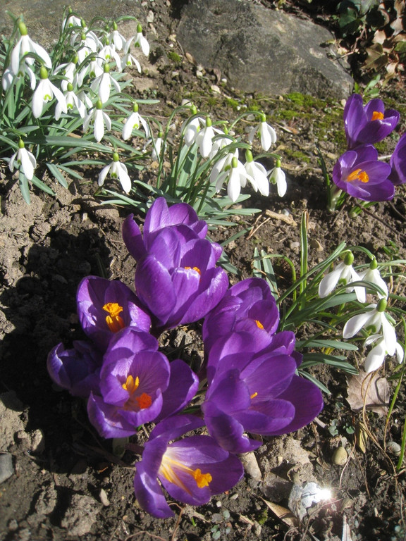 Fruehling BLUMEN 2012 _15__jpg-1332332282