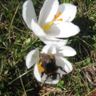 Fruehling BLUMEN 2012 _21__jpg-1332332316