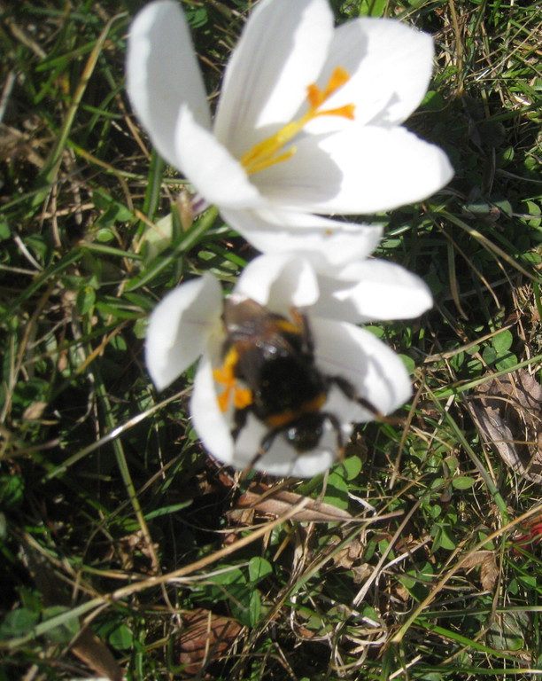 Fruehling BLUMEN 2012 _21__jpg-1332332316