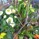 Fruehling BLUMEN 2012 _17__jpg-1332332292