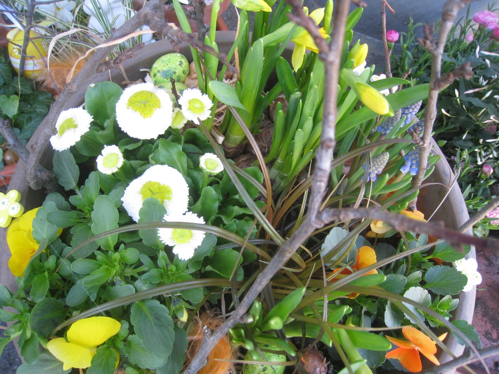 Fruehling BLUMEN 2012 _17__jpg-1332332292