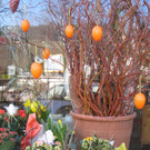 Fruehling BLUMEN 2012 _18__jpg-1332332298