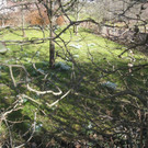 Fruehling BLUMEN 2012 _12__jpg-1332332267