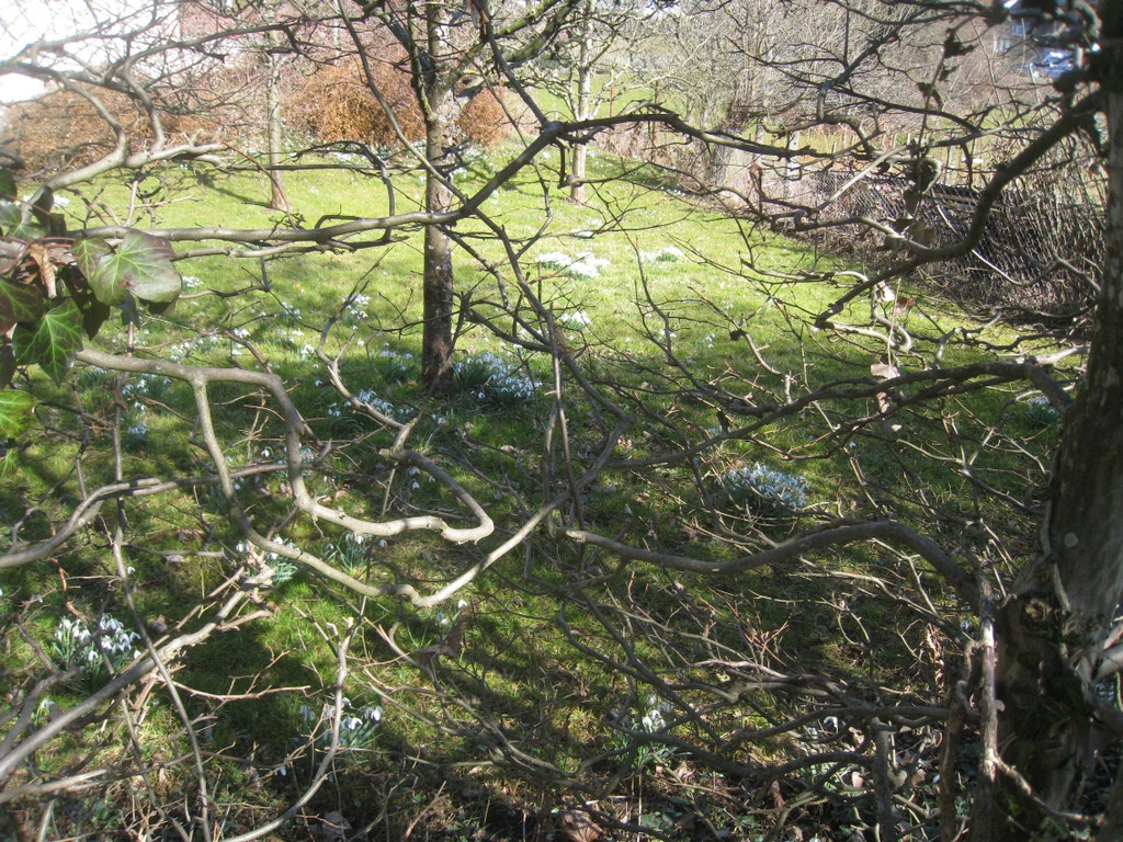 Fruehling BLUMEN 2012 _12__jpg-1332332267