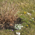 Fruehling BLUMEN 2012 _22__jpg-1332332323