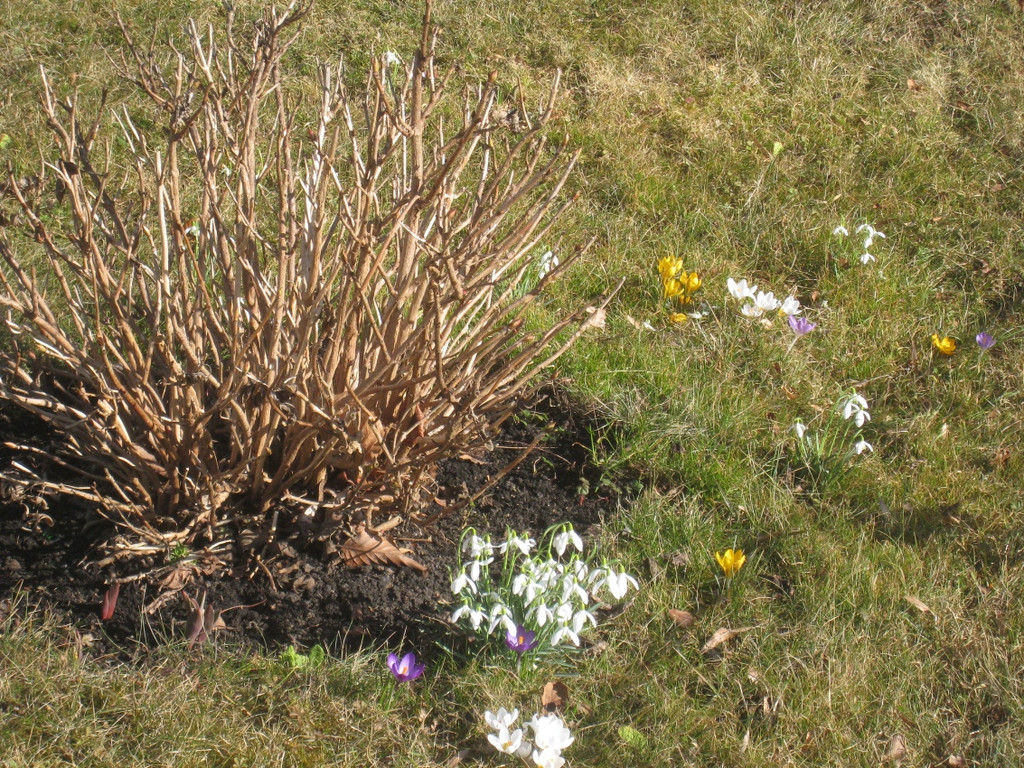 Fruehling BLUMEN 2012 _22__jpg-1332332323