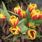 Fruehling BLUMEN 2012 _29__jpg-1332332363