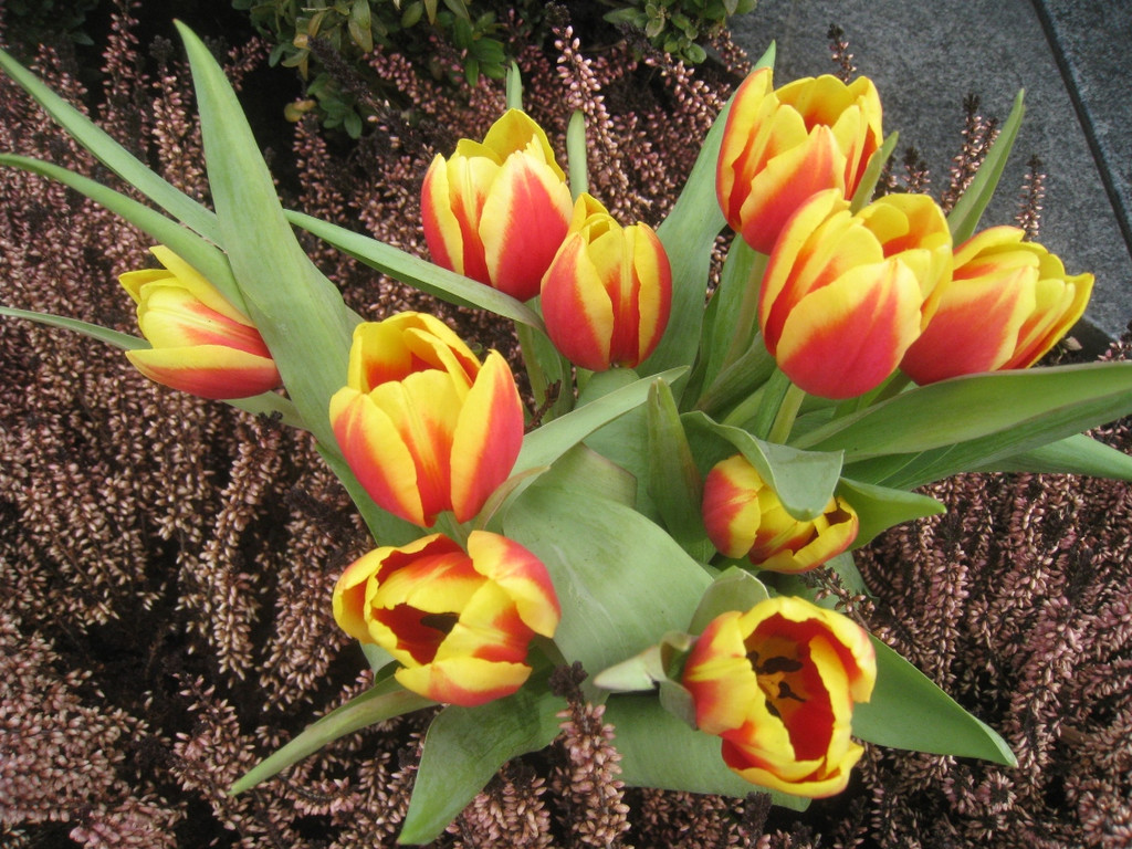 Fruehling BLUMEN 2012 _29__jpg-1332332363