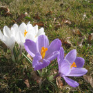 Fruehling BLUMEN 2012 _38__jpg-1332332414