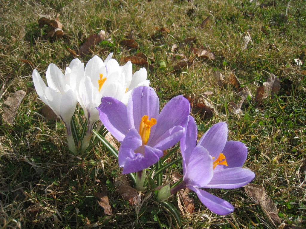 Fruehling BLUMEN 2012 _38__jpg-1332332414