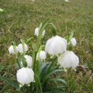 Fruehling BLUMEN 2012 _25__jpg-1332332341