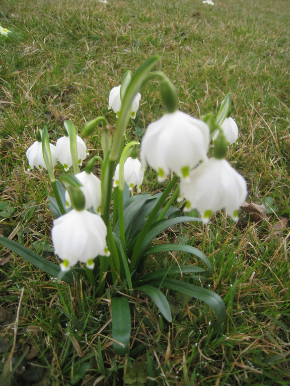 Fruehling BLUMEN 2012 _25__jpg-1332332341