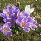 Fruehling BLUMEN 2012 _35__jpg-1332332397