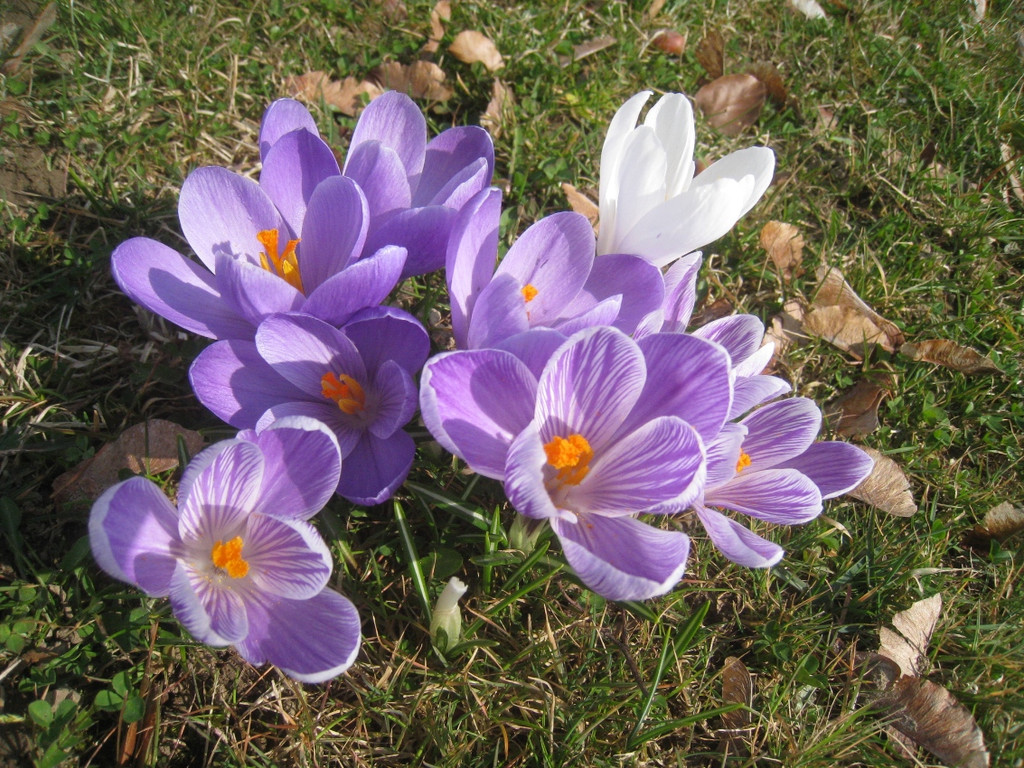 Fruehling BLUMEN 2012 _35__jpg-1332332397