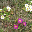 Fruehling BLUMEN 2012 _27__jpg-1332332352