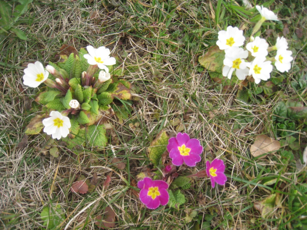 Fruehling BLUMEN 2012 _27__jpg-1332332352
