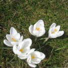 Fruehling BLUMEN 2012 _33__jpg-1332332383