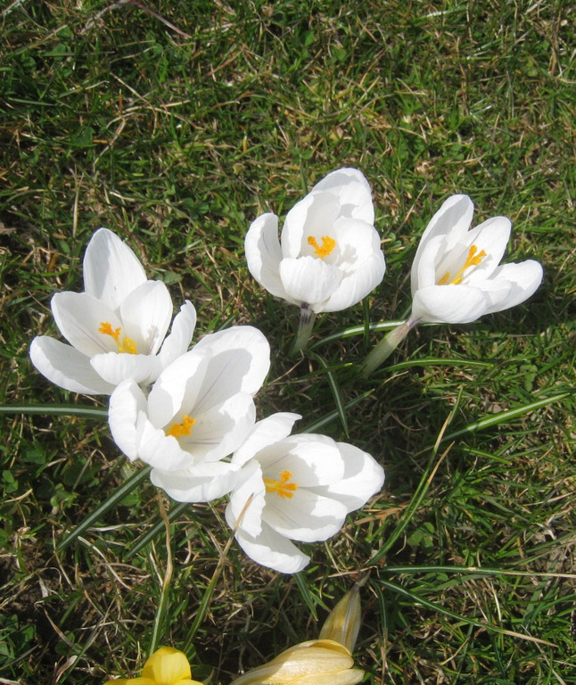 Fruehling BLUMEN 2012 _33__jpg-1332332383