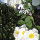 Fruehling BLUMEN 2012 _31__jpg-1332332372