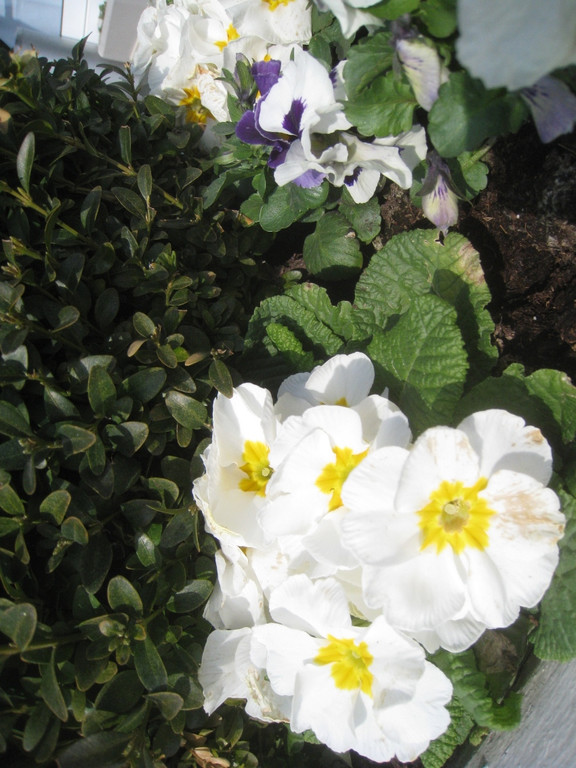 Fruehling BLUMEN 2012 _31__jpg-1332332372