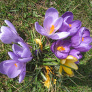 Fruehling BLUMEN 2012 _32__jpg-1332332378