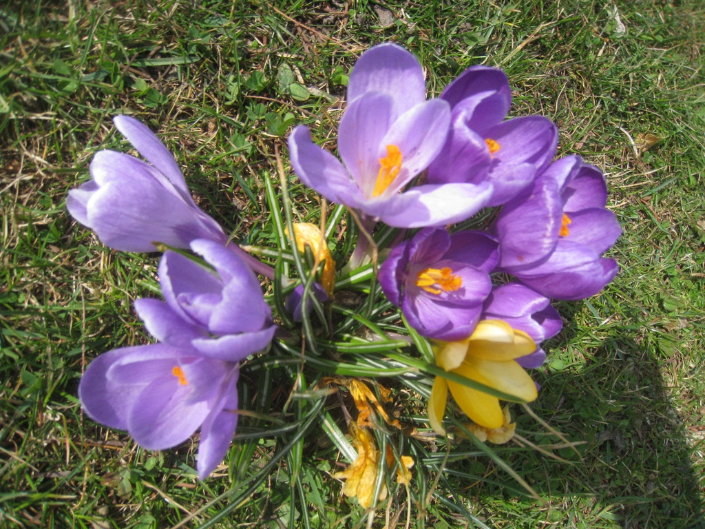 Fruehling BLUMEN 2012 _32__jpg-1332332378
