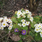 Fruehling BLUMEN 2012 _26__jpg-1332332346