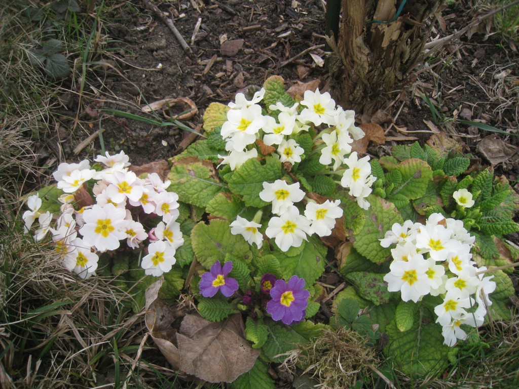 Fruehling BLUMEN 2012 _26__jpg-1332332346