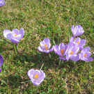 Fruehling BLUMEN 2012 _34__jpg-1332332391