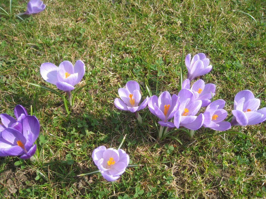 Fruehling BLUMEN 2012 _34__jpg-1332332391