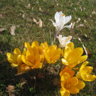 Fruehling BLUMEN 2012 _36__jpg-1332332402