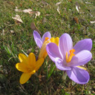 Fruehling BLUMEN 2012 _37__jpg-1332332408