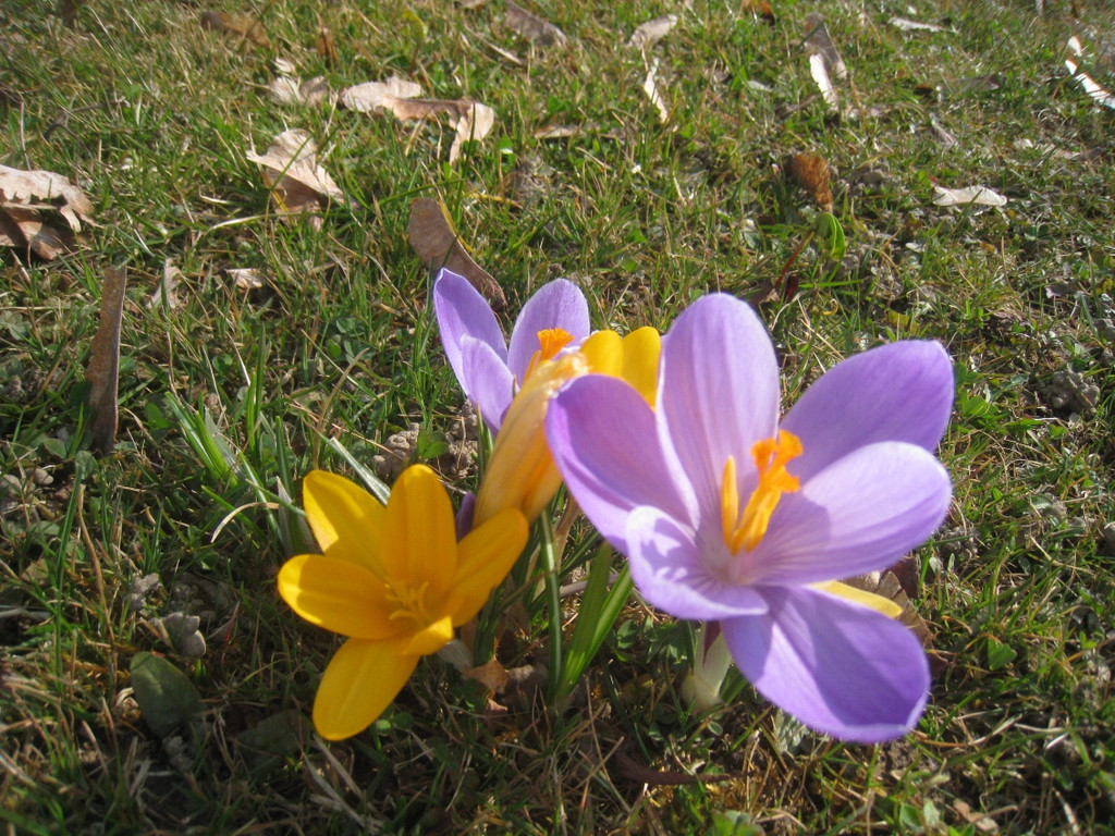 Fruehling BLUMEN 2012 _37__jpg-1332332408