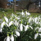 Fruehling BLUMEN 2012 _10__jpg-1332332253