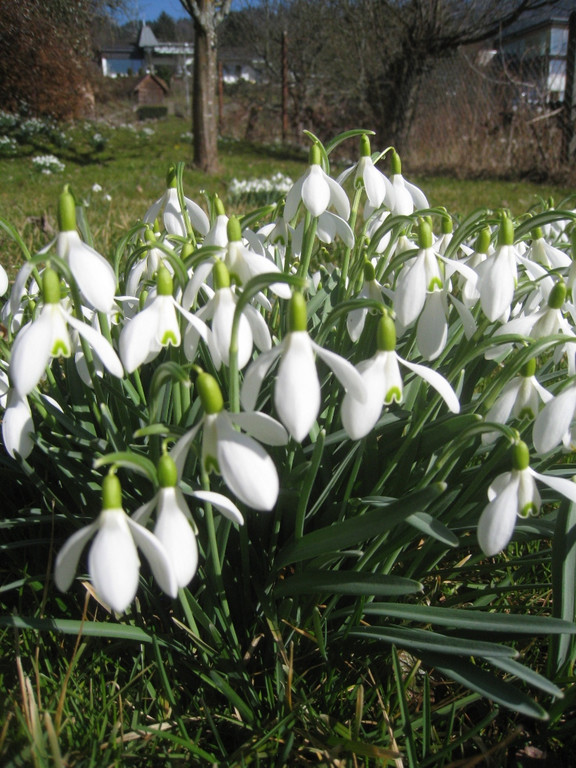 Fruehling BLUMEN 2012 _10__jpg-1332332253