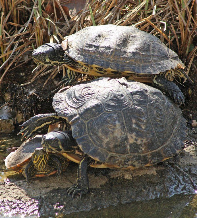 ZooSBG_Wasserschildkroeten_Fruehling.jpg