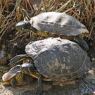 ZooSBG_Wasserschildkroeten_Fruehling.jpg