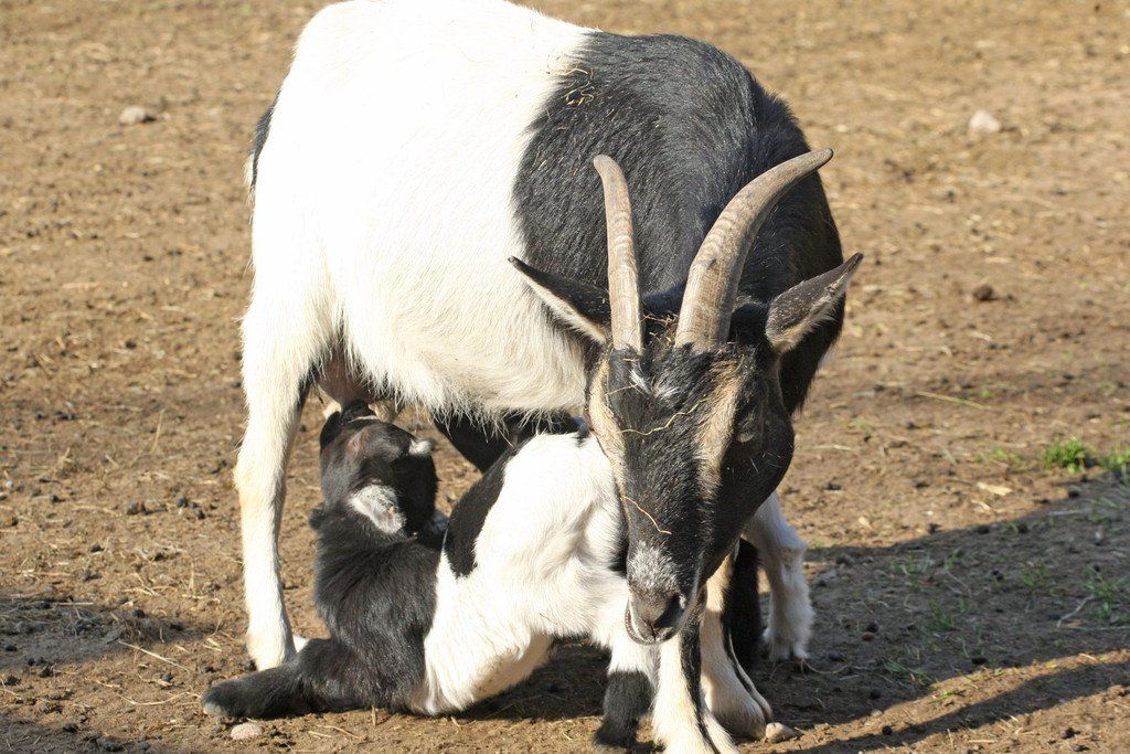 ZooSBG_Zwergziege_Nachwuchs.jpg