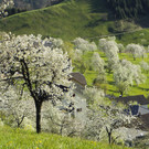 Kirschbaeume_Fraxern_jpg-1332407305