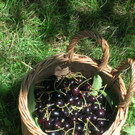 Fraxner_Kriasi_jpg-1332407260