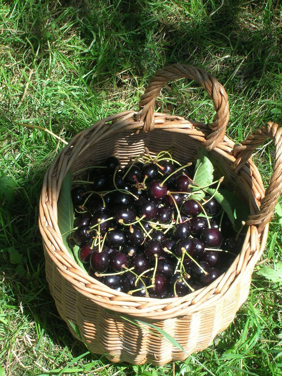 Fraxner_Kriasi_jpg-1332407260