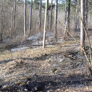 waldbrand in niederösterreich