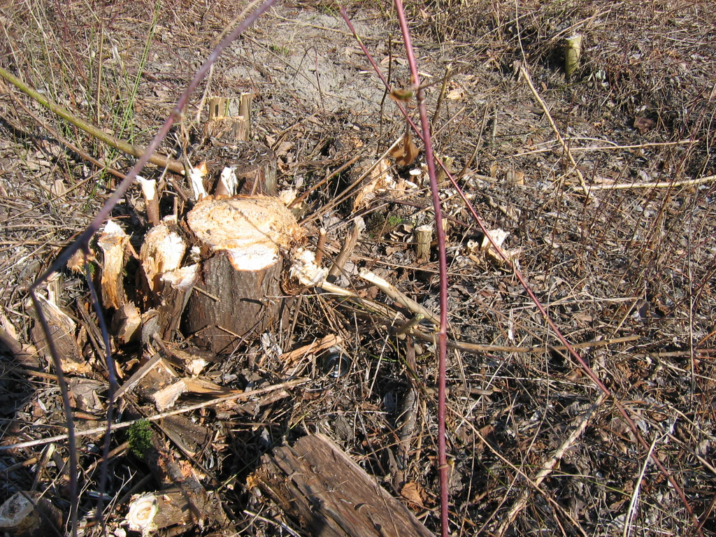 IMG_9637_JPG-1332455019