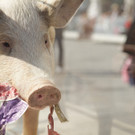 Marie Cochon: Ein Schwein protestiert in Wien 23.3.2012