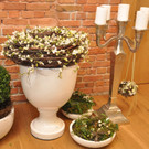 blumen5_jpg-1332518455