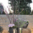 blumen12_jpg-1332518543