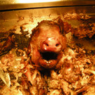 DSCN4538_JPG-1332684594