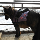 Im Galopp zum Erfolg