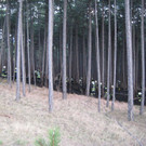 2012_03_25_waldbrand_marktpiesting_03.jpg